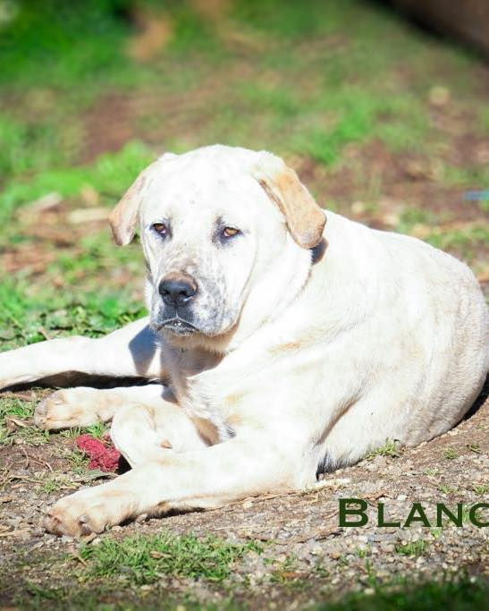 Blanco
