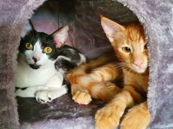 Cindy & Garfield