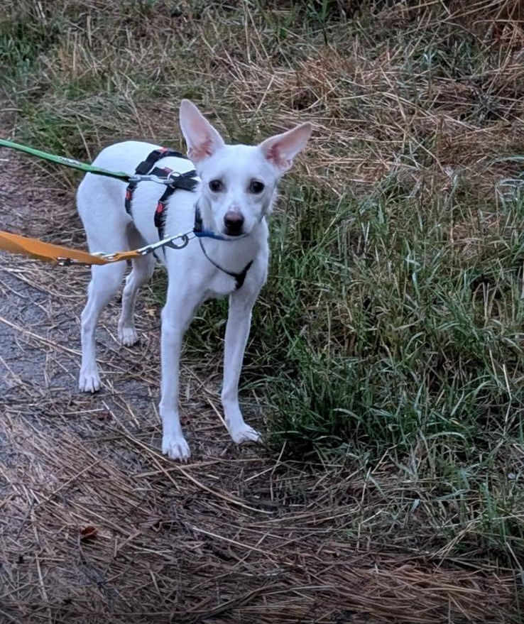 Linus, 1,5 Jahre