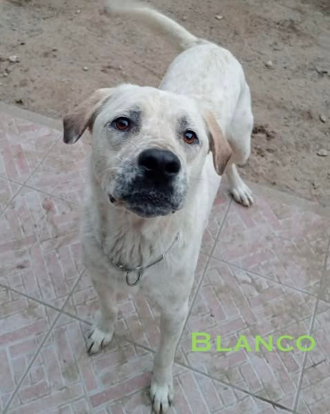 Blanco, 2 Jahre