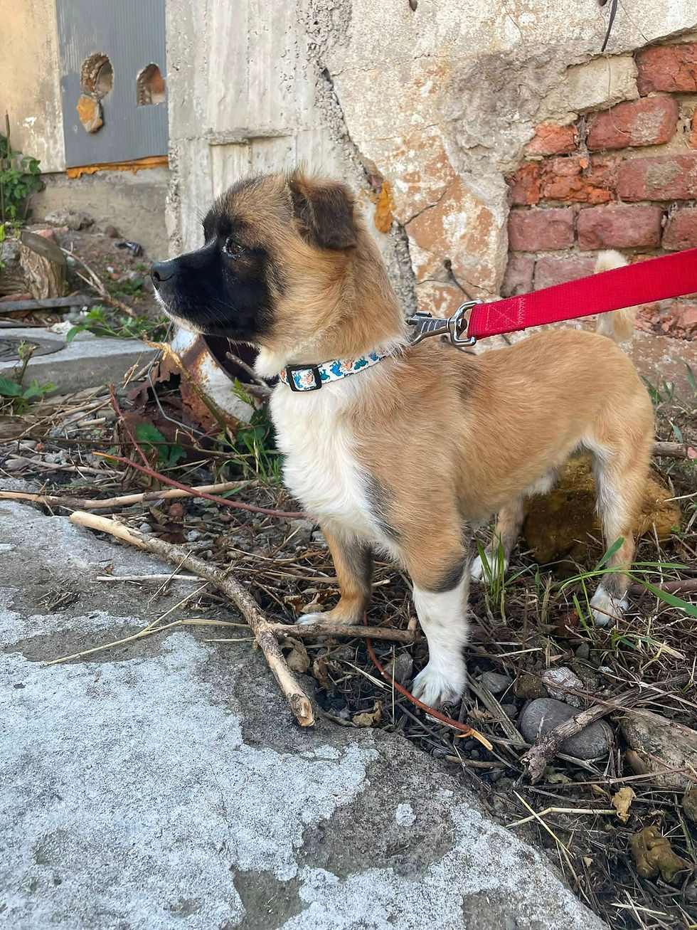 Milo