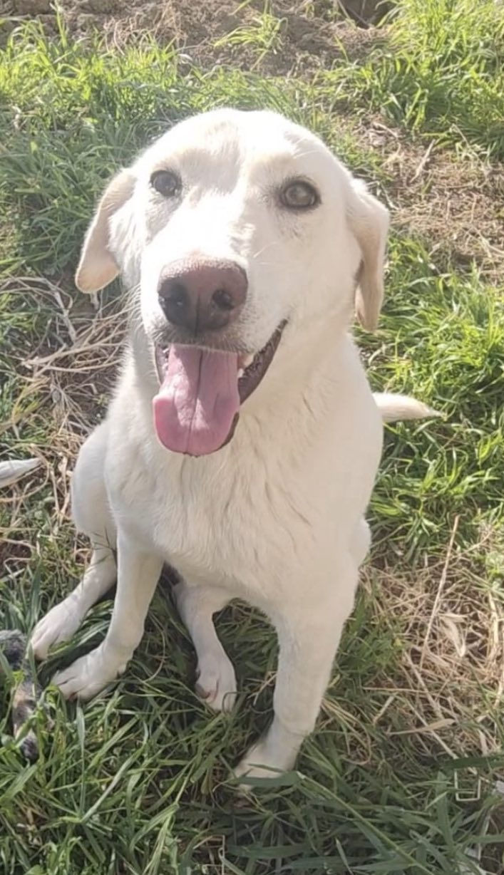 Elli