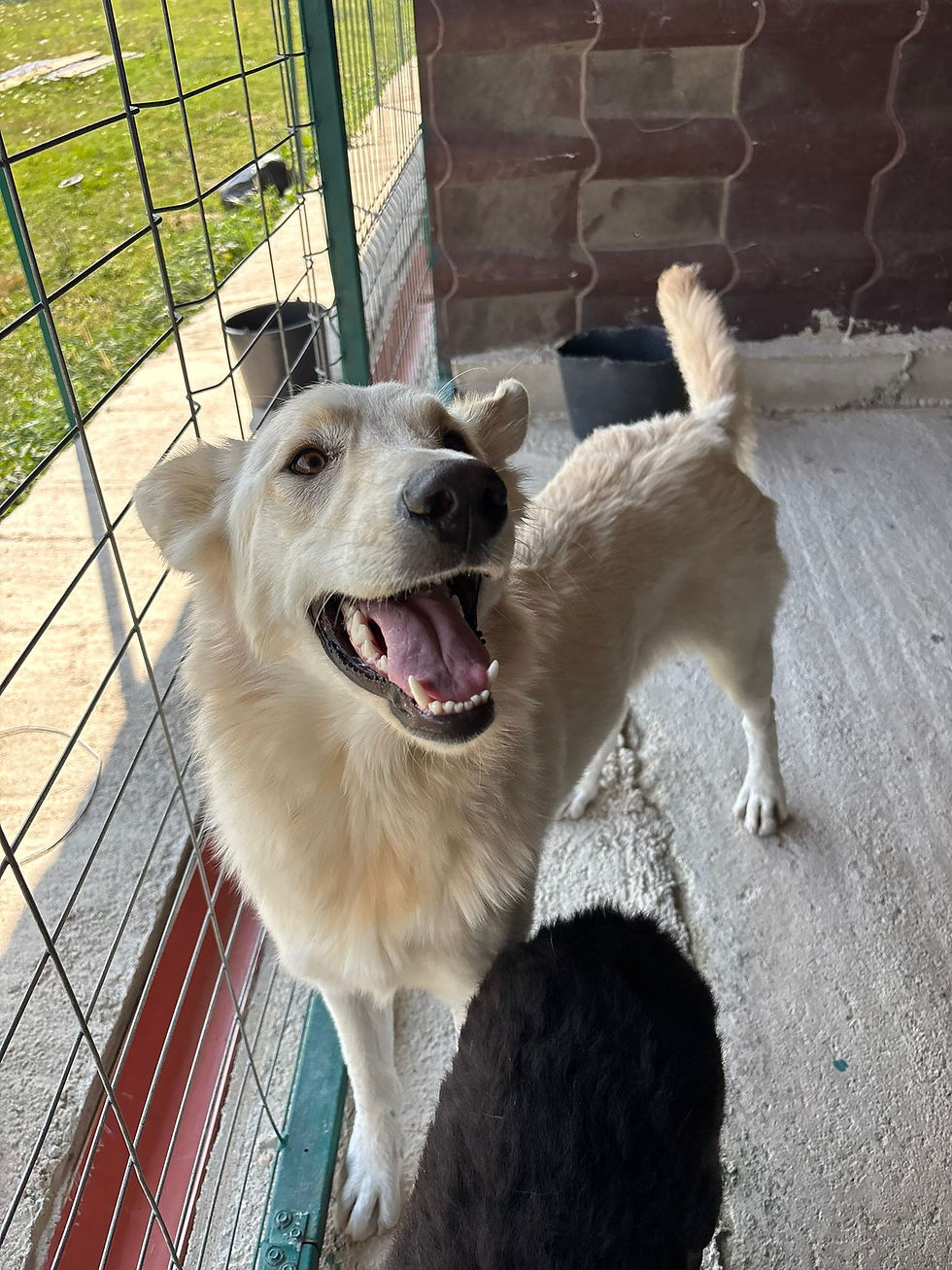 Elsa