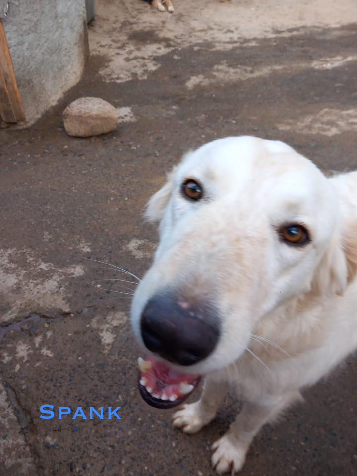 Spank