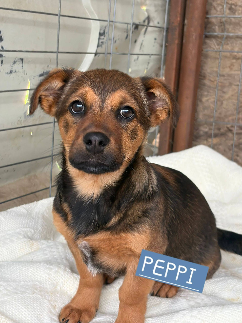 Peppi