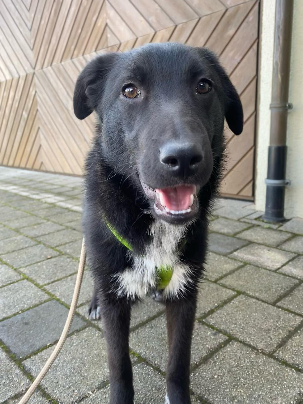 Tamino