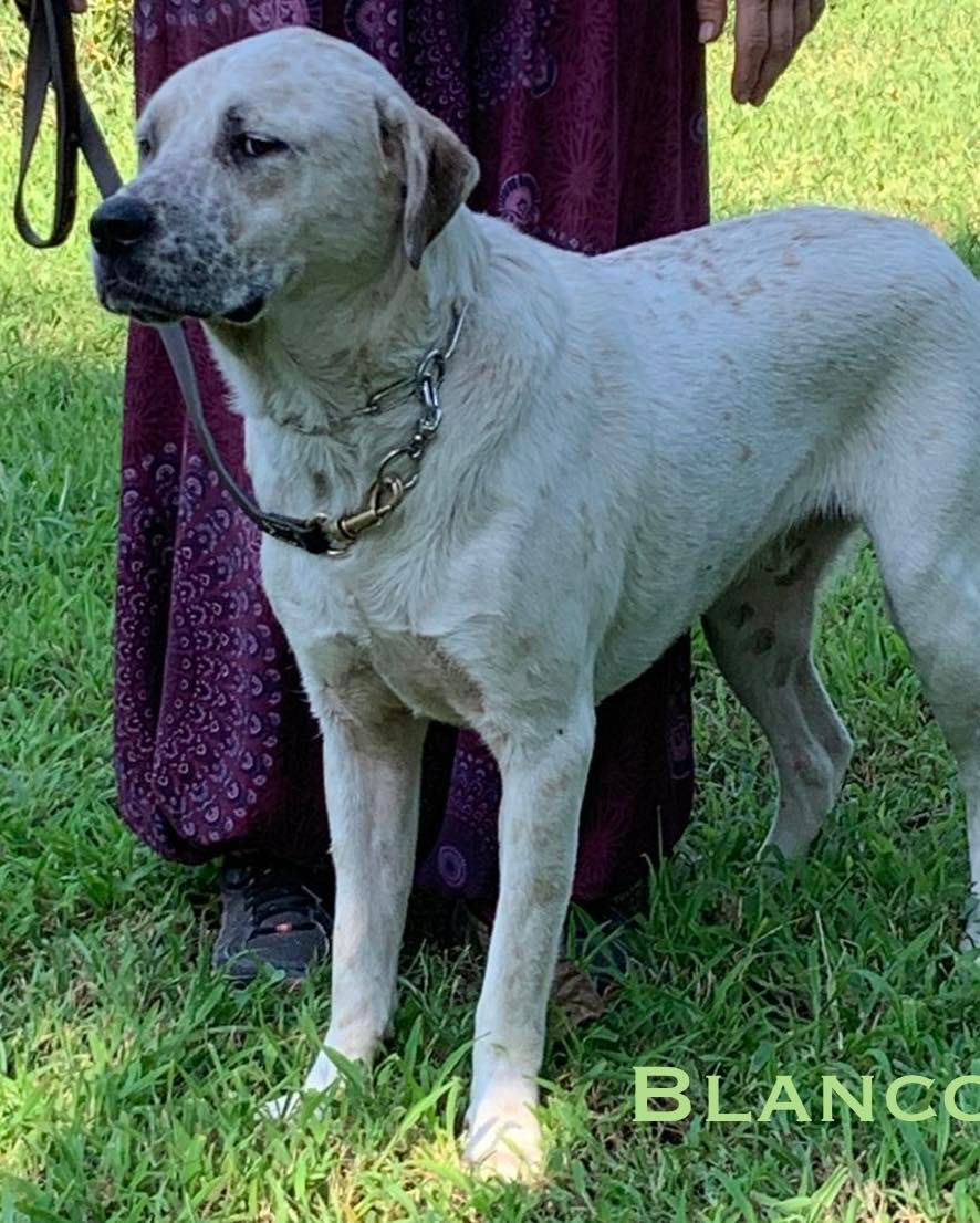 Blanco