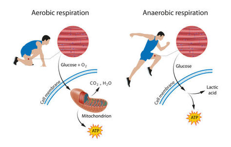 The Health Benefits of Zone 2 Exercise