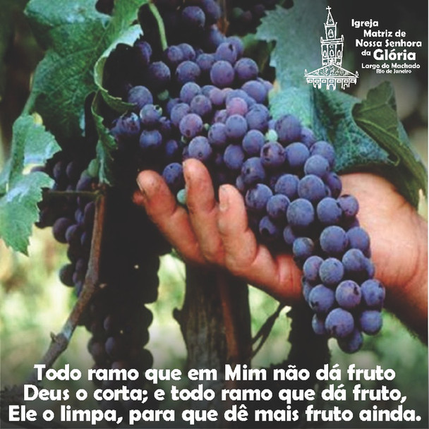 Todo ramo que em Mim não dá fruto Deus o corta; e todo ramo que dá fruto, Ele o limpa, para que dê m
