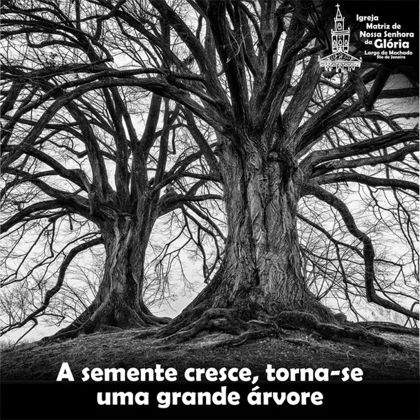 A semente cresce, torna-se uma grande árvore.
