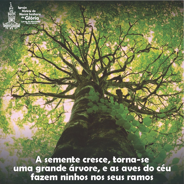 “A semente cresce, torna-se uma grande árvore, e as aves do céu fazem ninhos nos seus ramos.” Lc 13,