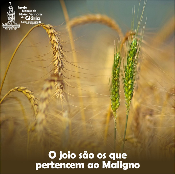 O joio são os que pertencem ao malígno.
