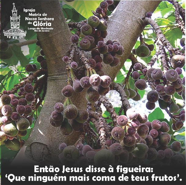 Então Jesus disse à figueira: 'Que ninguém mais coma de teus frutos.' Mc 11,14