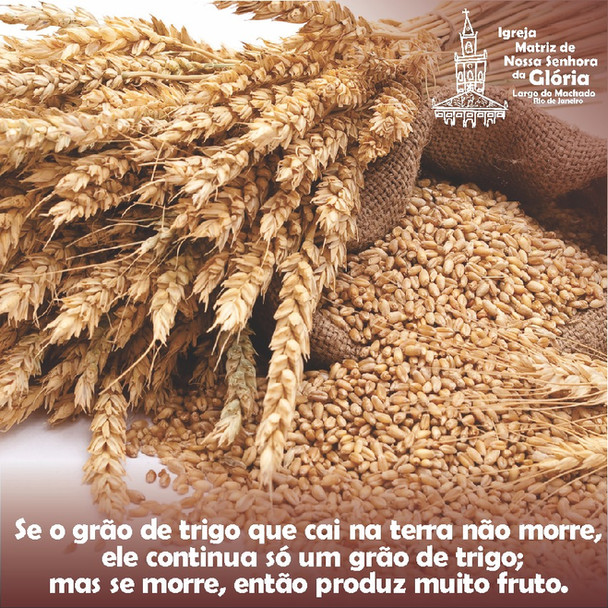 Se o grão de trigo que cai na terra não morre, ele continua só um grão de trigo;