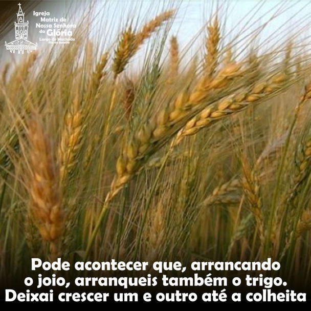 Pode acontecer que, arrancando o joio, arranqueis também o trigo. Deixai crescer um e outro até a co