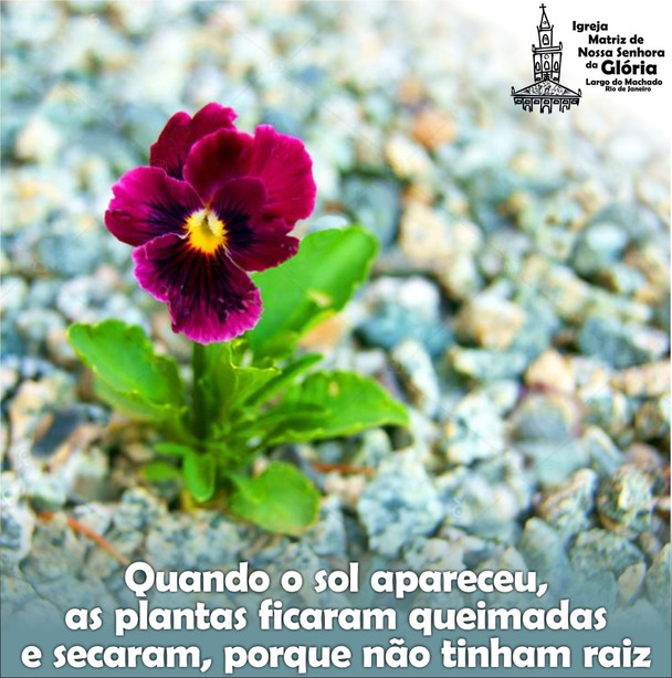 Quando o sol apareceu, as plantas ficaram queimadas e secaram, porque não tinham raiz