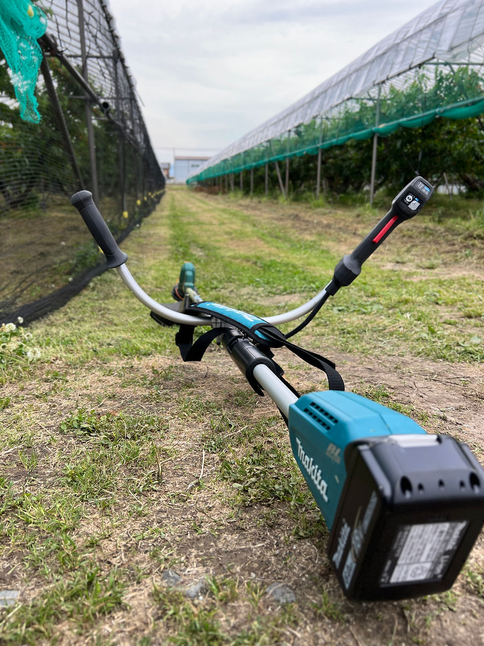 清潔な圃場にするため草刈りをします