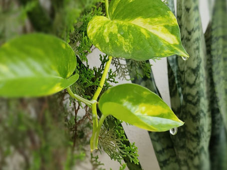 ओस की बूंदे