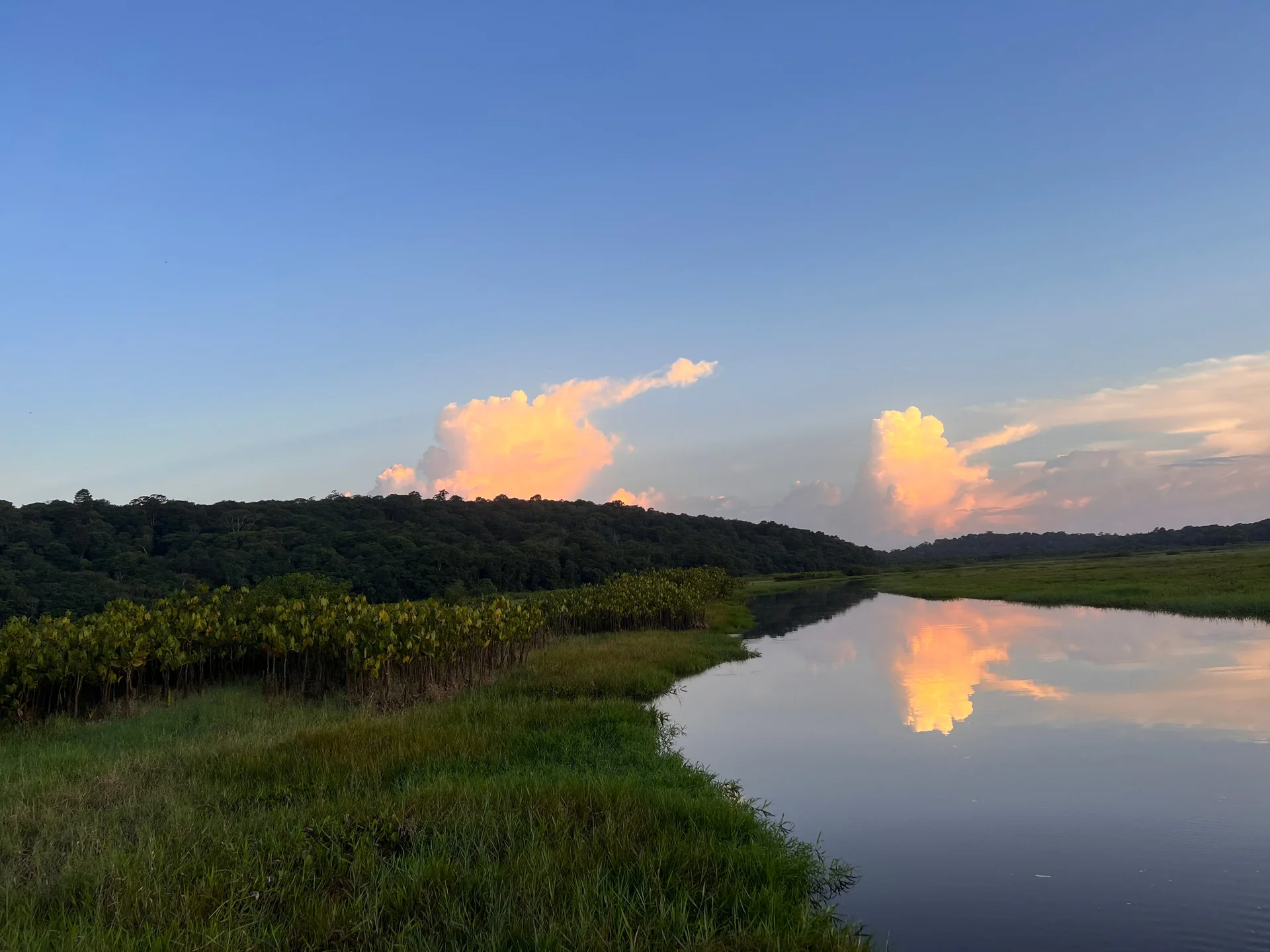 Comptoir d'Amazonie forêt amazonienne Guyane