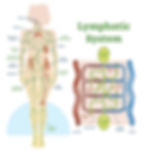 Graphic of Lymphatic Drainage