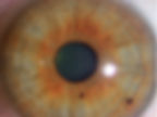 Photo of a mixed blue and brown iris