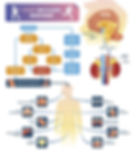 Picture showing Fight or Flight Response and where hormones get released and impacts on various organs of body
