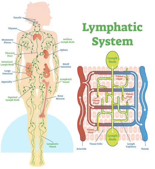 Lymphatic Drainage for Good Detoxification