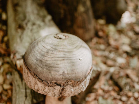 Winter Viewings at Upthorpe Wood, a woodland wedding venue..