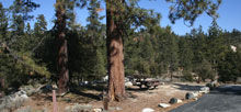 parking space in the trees