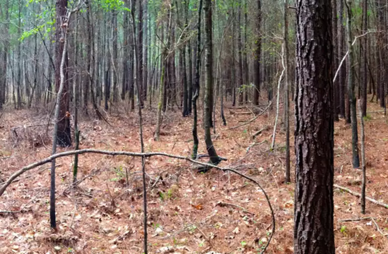 #5 Bienville National Forest – Shongelo Lake