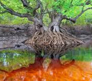 #6 Suwannee River Rendezvous Resort & Campground, Mayo