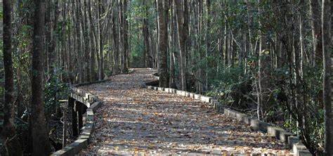 #3 Stephen C. Foster State Park