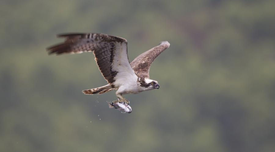 Ospreys and Raptor Rescue (with Nancy McDonald)
