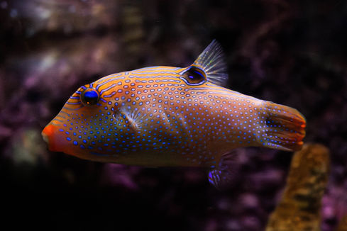 _MG_9354-Enhanced-NR