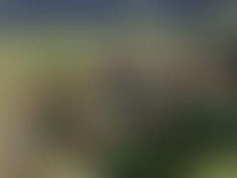 Des rosiers et des vignes...