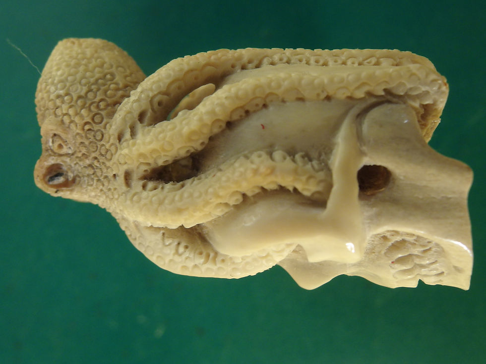 Miniatura: 4213 GORGEOUS HAND CARVED SCULPTURE, SKULL WITH OCTOPUS, ORIENTAL ART BALI