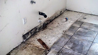 black-mold_orig.jpg
