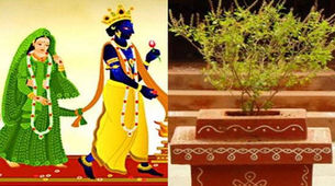 जबलपुर। देवउठनी ग्यारस पर कंचनपुर के शिव मंदिर में तुलसी शालिग्राम विवाह का कार्यक्रम संपन्न ह
