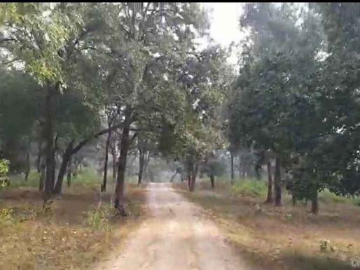 बंदर का शिकार तेंदुए को पड़ा भारी, हुई दोनों की मौत