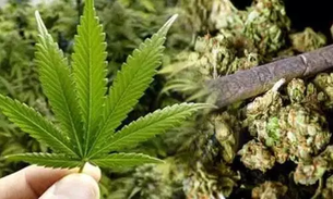 मादक पदार्थ गांजा की तस्करी मे लिप्त 2 आरोपी पुलिस गिरफ्त में