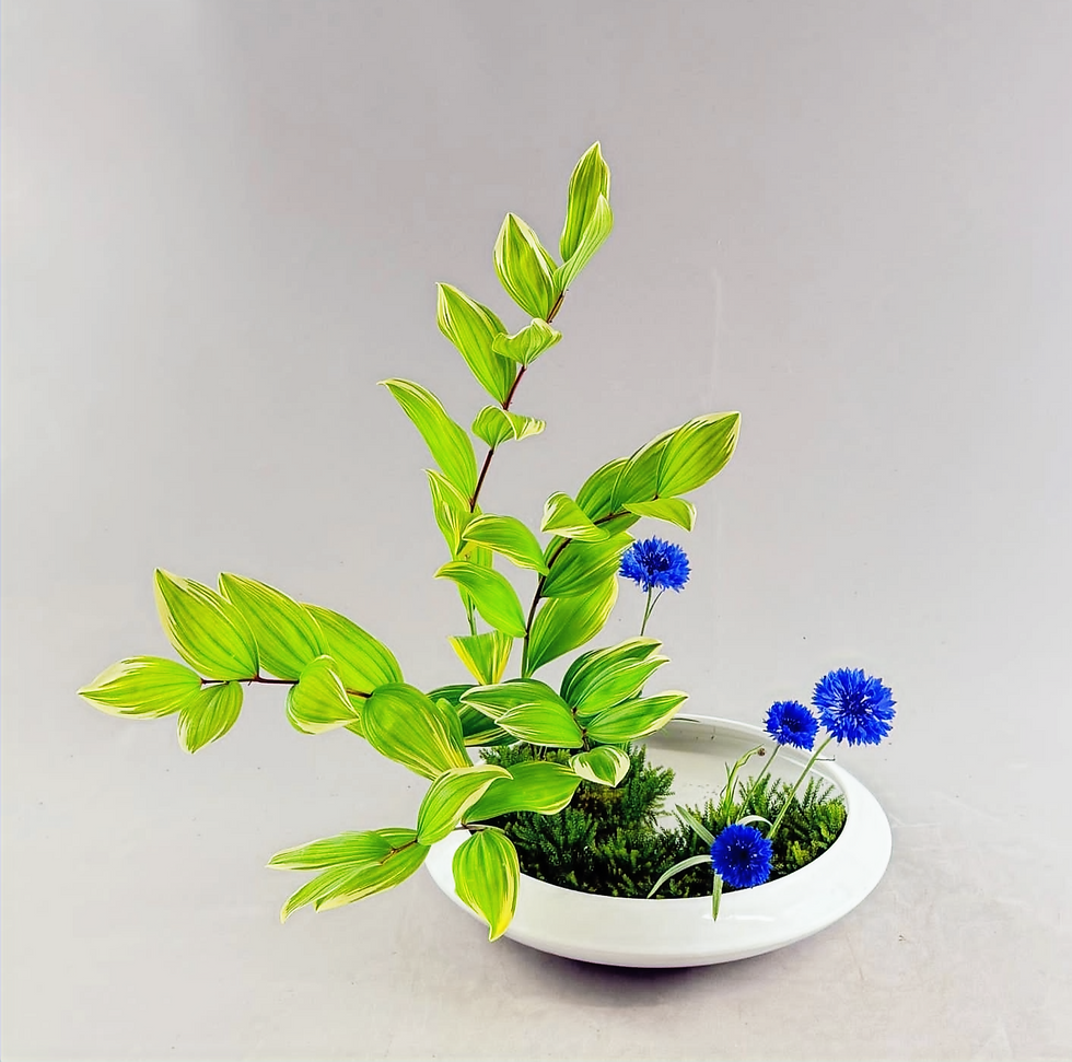 Shakei Moribana Yoshiki Hon-I