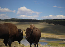 2016_08_10_YELLOW STONE NP-13.jpg