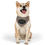 Thumbnail: Happy Shiba Inu dog wearing a bandana that reads 