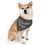 Thumbnail: Shiba Inu wearing a bandana collar that reads Tiny Landlord Energy.