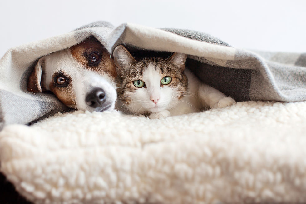 A dog and cat hiding under a blanket, showing stress and anxiety during fireworks.