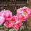 Thumbnail: PEONIES