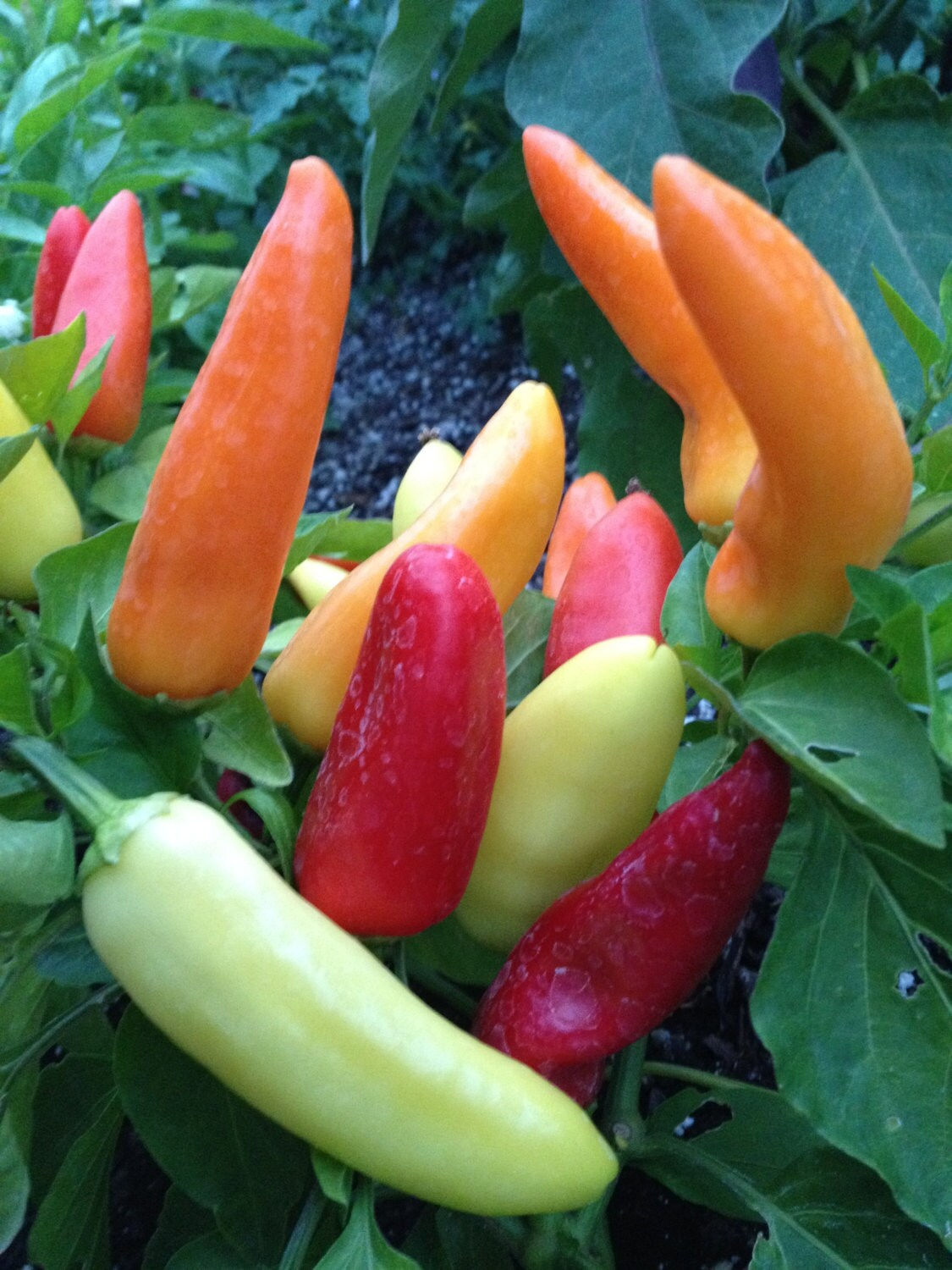 Hungarian Hot Wax Pepper Plants -Certified Organic