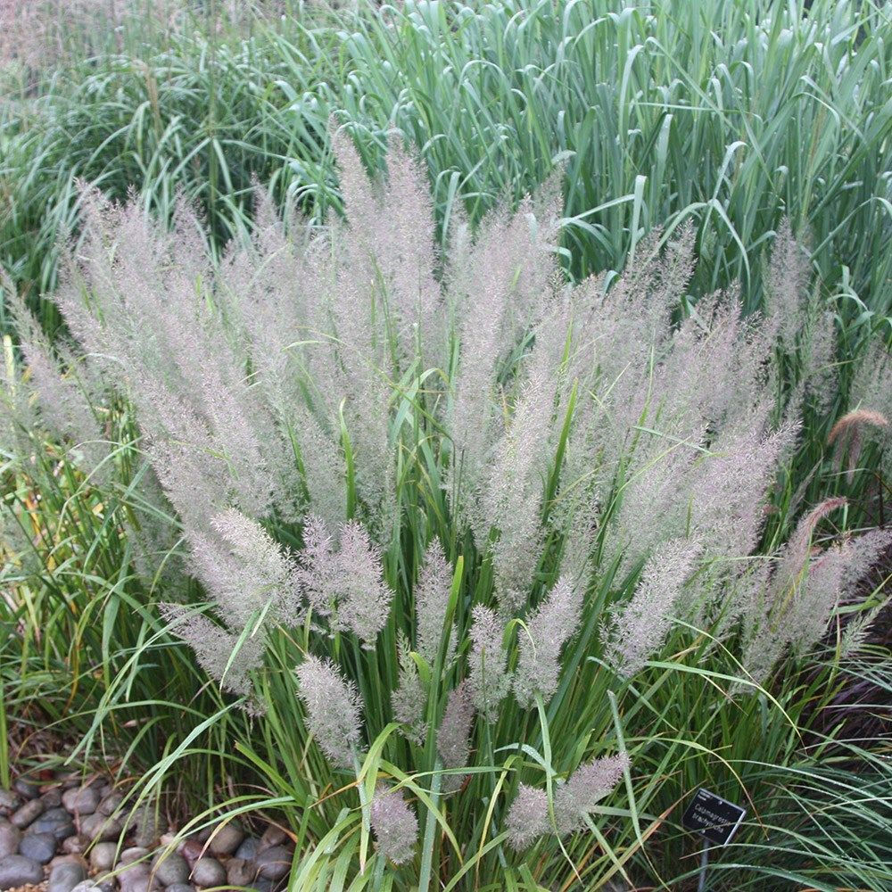 Korean Feather Reed Grass