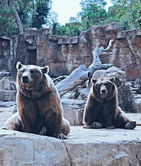 brown bear and baby bear on gray concret