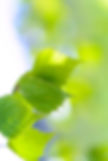 leaf background for CRLF_edited.jpg